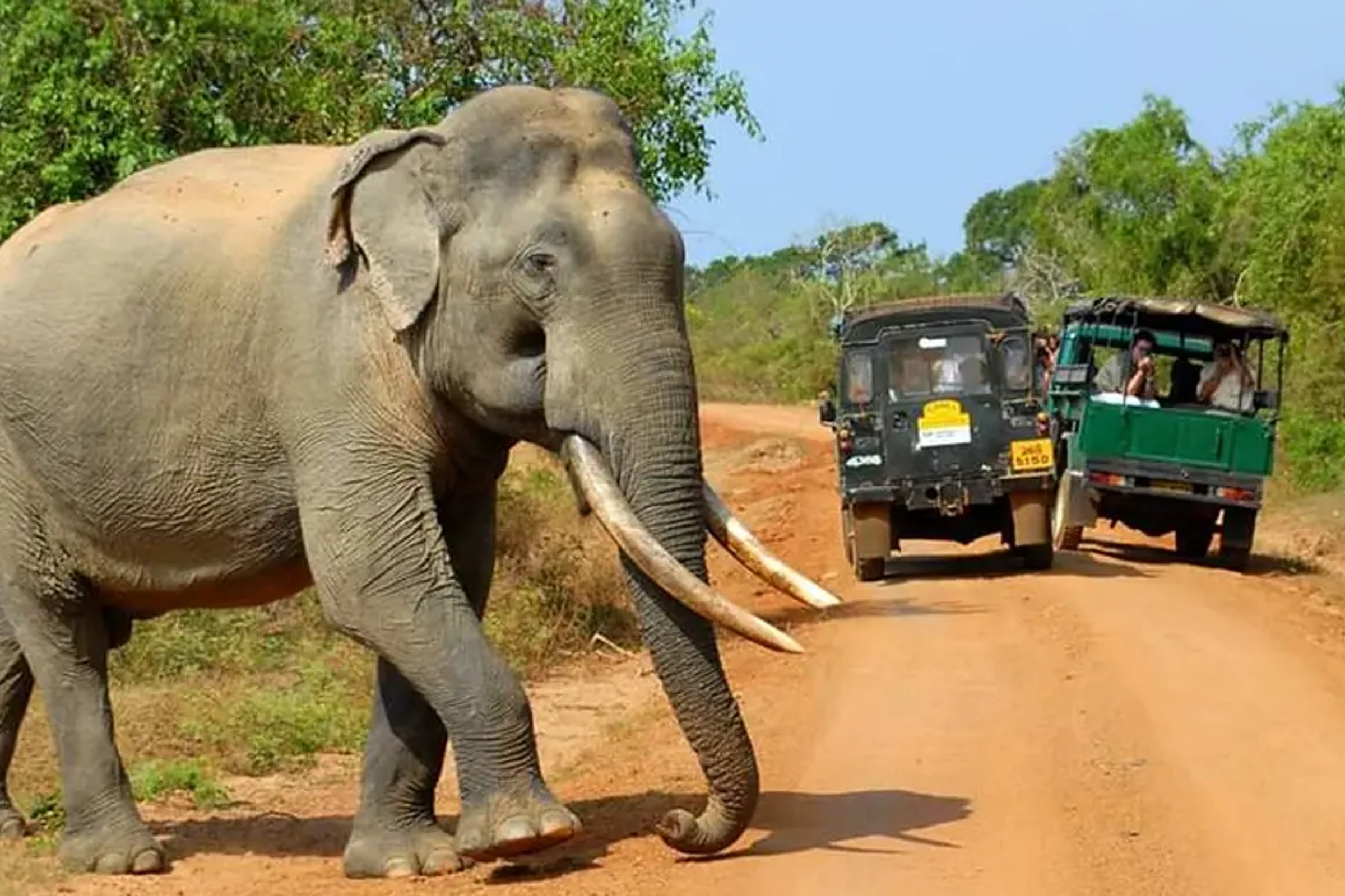 Yala National Park Safari Experience from Mirissa